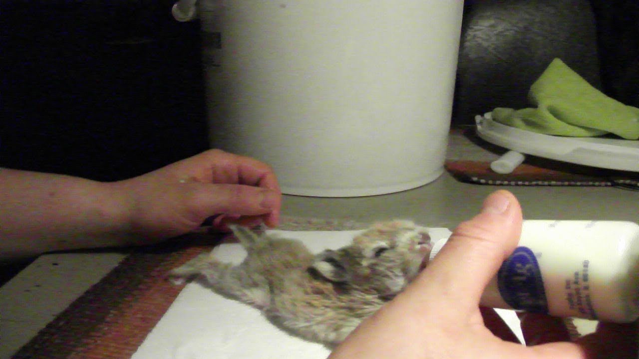 Cute 10 Day Old Baby Bunny Getting His Bottle