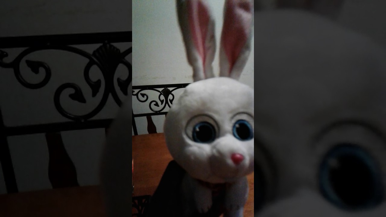 The cute bunny from pet's