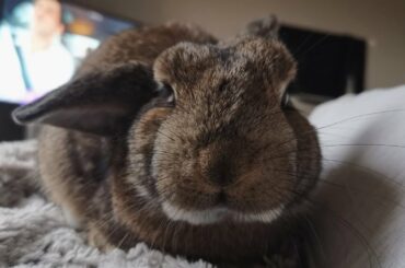 Cute Rabbit Being Pet for 4 Minutes Straight