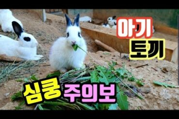 아기토기 먹방, 귀여움 주의보, 심쿵 주의보,  Baby rabbit, eating grass