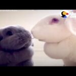 Cutest Sleepy Bunny Siblings Are INSEPARABLE | The Dodo