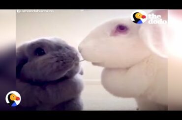Cutest Sleepy Bunny Siblings Are INSEPARABLE | The Dodo