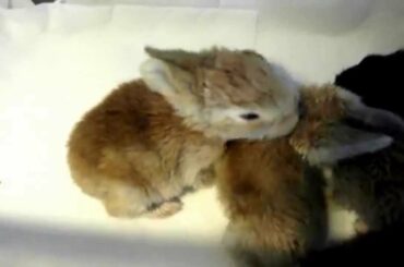 Baby Bunny Cam (Waiting for their Bottle) Cute Baby Bunnies