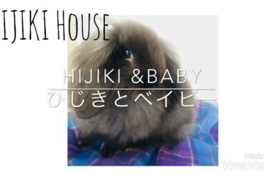 うさぎは赤ちゃんが好き？？/Does a rabbit like a baby? ?