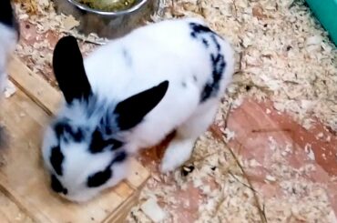 Кролик Няш Няша. Декоративные кролики