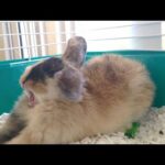 Baby Holland Lop Bunny YAWNS (Caution: Very Cute!!!)