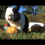 RABBIT EATING PEACHES! (Official Music Video)