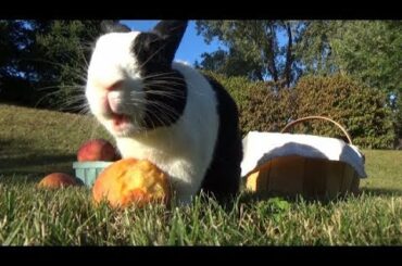 RABBIT EATING PEACHES! (Official Music Video)