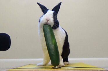 Rabbit eating cucumber ASMR