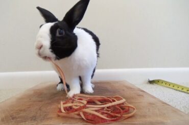 Rabbit eating apple peel ASMR - World Record attempt!