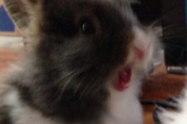 Lily yawning compilation. Bunny rabbit yawn. funny and cute