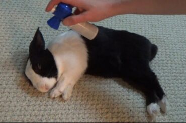 Waking a sleeping rabbit with an air horn