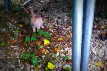 Cute Baby Rabbit  on leash