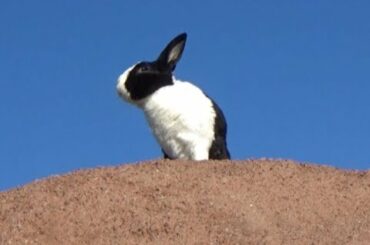 Rabbit: King of the Wild Frontier