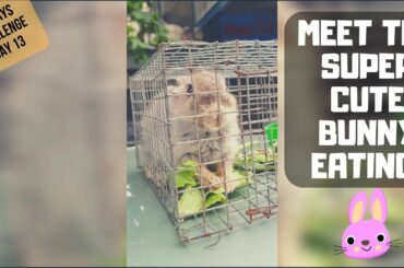 ► [FUNNY VIDEO] Super Cute Bunny Rabbit eating vegetable | Don't Laugh Challenge | Friend's Bunny 🐰