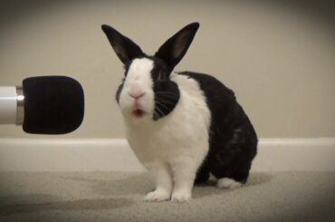 Rabbit singing Unforgettable