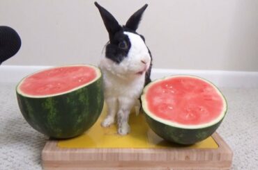 Rabbit eating watermelon ASMR