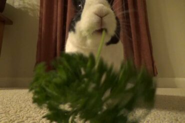 Rabbit eating parsley ASMR