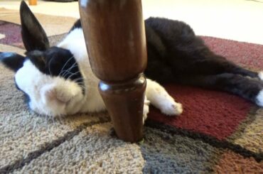 Sleeping rabbit perfectly hides poops!