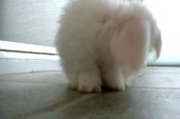 Baby Bunny Grooming