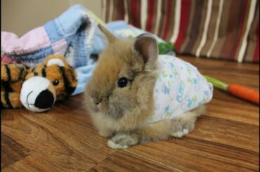 Baby Bunny in Pajamas !!!