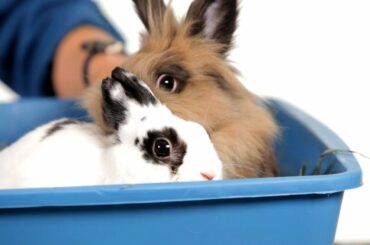 Should I Get a Friend for My Rabbit? | Pet Rabbits