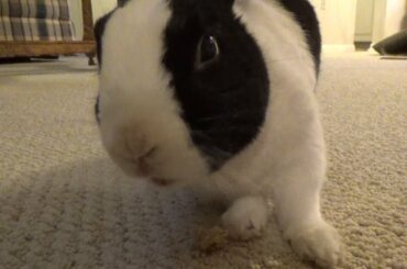 Rabbit scares himself!