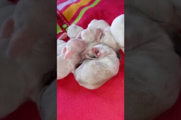 sweet 7 days old baby bunnies trying to walk