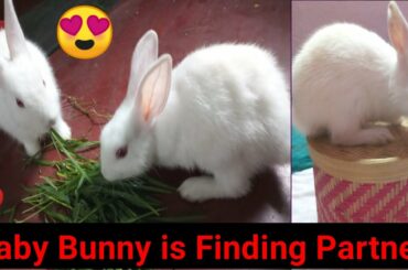 Baby Bunny is Finding Partner 😀 //  Funny Video for kids