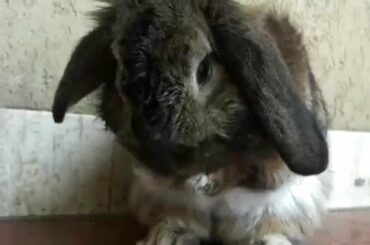 Adorable little bunny try to wash his face!!...What a cute "baby"!!