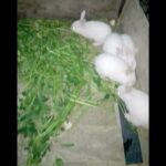 Cutest Bunny Moments  Baby bunnies doing the cutest things Part 1