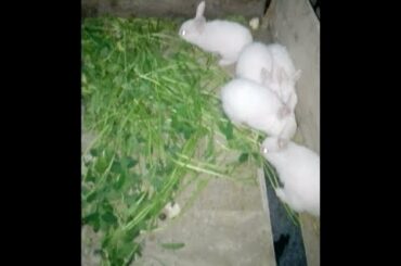 Cutest Bunny Moments  Baby bunnies doing the cutest things Part 1