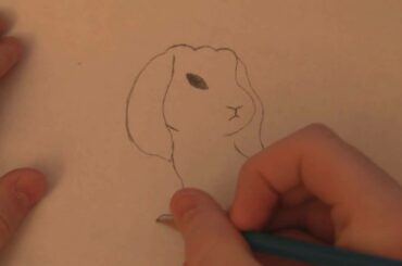 Drawing a realistic bunny (beginner/intermediate)