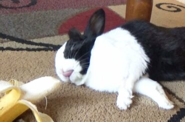 Sleeping rabbit wakes up at the sound of a banana
