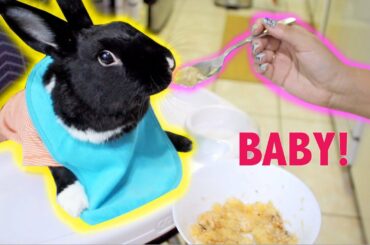 TREATING MY RABBIT LIKE A BABY FOR A DAY
