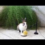 Cute Rabbit eating Pear - ASMR Eating show - Videos for Kids - Видео для детей