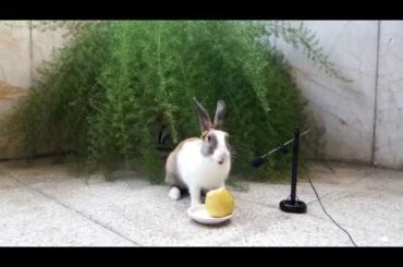 Cute Rabbit eating Pear - ASMR Eating show - Videos for Kids - Видео для детей