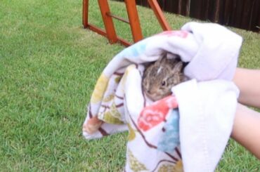 Baby Bunny Rescue During the Storm! 🐇⚡