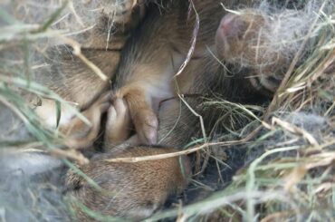 Cute small Baby Bunny's