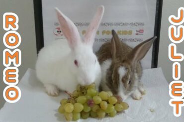 Rabbit eating grapes ASMR - Rabbit's Romeo and Juliet
