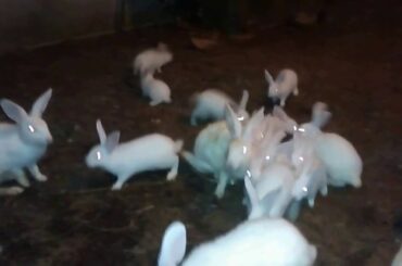 Rabbit Video for Kids Funny