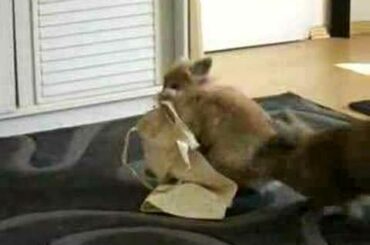 Cute Bunny Carrying Bag