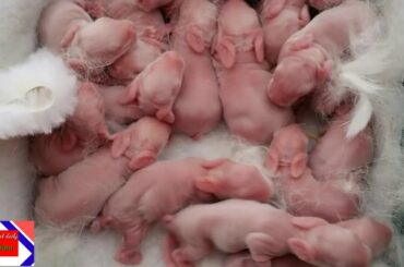 Cute rabbit baby,Rabbit for kits 1-36day