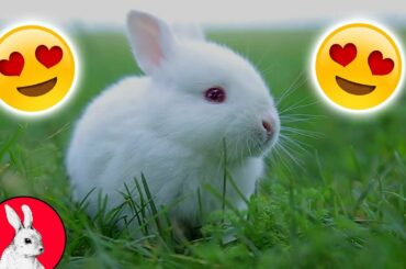 Cutest and Funniest Little White Dwarf Rabbits