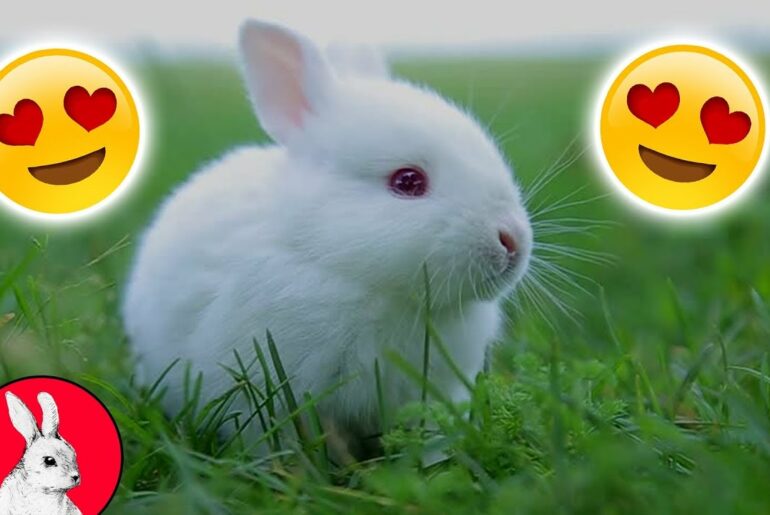 Cutest and Funniest Little White Dwarf Rabbits