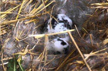 Cute baby rabbit!!! 4 days old!
