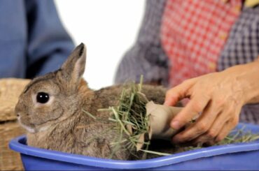 What Kinds of Toys Do Rabbits Like? | Pet Rabbits