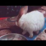 cute rabbit video