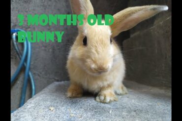 3 Months Old Baby Rabbit