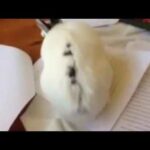 Cute Bunny Helps Out in the Office